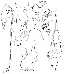 Espce Gaetanus secundus - Planche 7 de figures morphologiques
