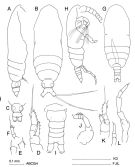 Species Calocalanus namibiensis - Plate 1 of morphological figures