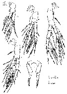 Espce Stephos boettgerschnackae - Planche 4 de figures morphologiques