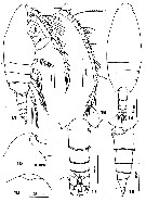 Espce Lutamator elegans - Planche 1 de figures morphologiques