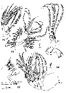 Espce Lutamator elegans - Planche 2 de figures morphologiques