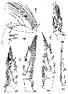 Espce Lutamator elegans - Planche 3 de figures morphologiques