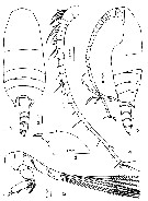 Espce Bradyidius plinioi - Planche 6 de figures morphologiques