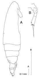 Espce Calocalanus tenuis - Planche 2 de figures morphologiques