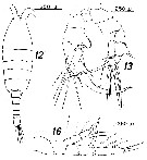 Espce Heterorhabdus spinifrons - Planche 30 de figures morphologiques