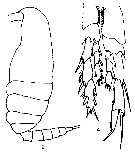 Espce Nannocalanus minor - Planche 31 de figures morphologiques
