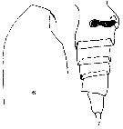 Espce Calanoides carinatus - Planche 30 de figures morphologiques