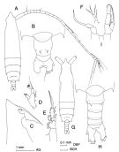 Espce Rhincalanus nasutus - Planche 1 de figures morphologiques