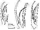 Espce Heterorhabdus spinosus - Planche 6 de figures morphologiques