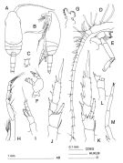 Species Clausocalanus brevipes - Plate 5 of morphological figures