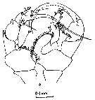 Espce Heterorhabdus pustulifer - Planche 6 de figures morphologiques