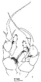 Species Heterorhabdus pacificus - Plate 7 of morphological figures
