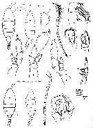 Espce Heterorhabdus caribbeanensis - Planche 4 de figures morphologiques