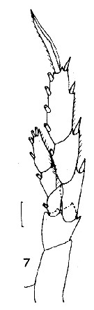Espce Calanoides acutus - Planche 20 de figures morphologiques