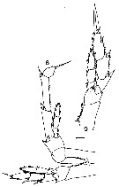Espce Calanus propinquus - Planche 25 de figures morphologiques