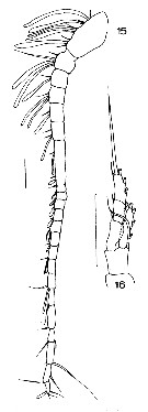Espce Ctenocalanus citer - Planche 10 de figures morphologiques