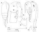 Espce Clausocalanus jobei - Planche 3 de figures morphologiques