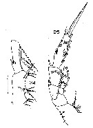 Espce Spinocalanus abyssalis - Planche 13 de figures morphologiques