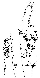 Espce Spinocalanus antarcticus - Planche 8 de figures morphologiques
