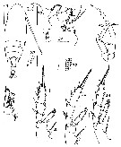 Espce Aetideopsis antarctica - Planche 4 de figures morphologiques