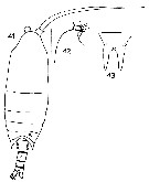 Espce Aetideopsis antarctica - Planche 2 de figures morphologiques