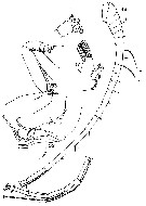 Espce Chiridiella megadactyla - Planche 2 de figures morphologiques