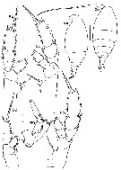 Espce Chiridiella megadactyla - Planche 1 de figures morphologiques