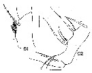 Espce Gaetanus tenuispinus - Planche 26 de figures morphologiques