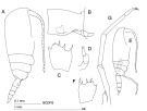 Espce Clausocalanus laticeps - Planche 3 de figures morphologiques