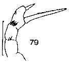 Espce Amallothrix dentipes - Planche 16 de figures morphologiques