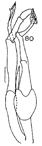 Espce Amallothrix dentipes - Planche 17 de figures morphologiques