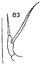 Espce Scaphocalanus vervoorti - Planche 8 de figures morphologiques