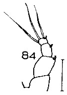 Espce Metridia curticauda - Planche 10 de figures morphologiques