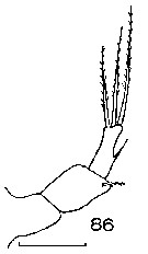 Espce Metridia gerlachei - Planche 8 de figures morphologiques