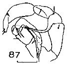 Espce Metridia gerlachei - Planche 9 de figures morphologiques