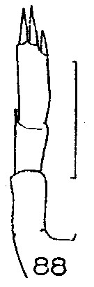 Espce Pleuromamma gracilis - Planche 30 de figures morphologiques