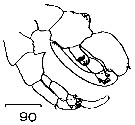 Espce Lucicutia ovalis - Planche 19 de figures morphologiques