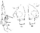 Espce Heterorhabdus austrinus - Planche 12 de figures morphologiques