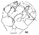Espce Heterorhabdus pustulifer - Planche 8 de figures morphologiques