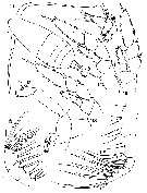 Espce Haloptilus ocellatus - Planche 5 de figures morphologiques