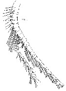 Espce Haloptilus ocellatus - Planche 6 de figures morphologiques
