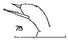 Espce Scolecithricella minor - Planche 22 de figures morphologiques