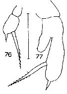 Espce Racovitzanus antarcticus - Planche 20 de figures morphologiques