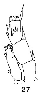 Espce Spinocalanus abyssalis - Planche 17 de figures morphologiques