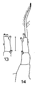 Espce Rhincalanus gigas - Planche 10 de figures morphologiques