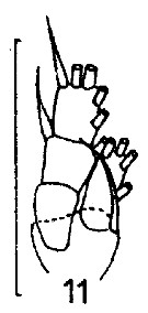 Espce Microcalanus pygmaeus - Planche 8 de figures morphologiques