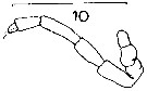 Espce Microcalanus pygmaeus - Planche 9 de figures morphologiques