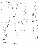 Espce Ctenocalanus vanus - Planche 16 de figures morphologiques
