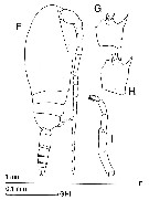 Espce Ctenocalanus vanus - Planche 17 de figures morphologiques