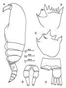 Espce Clausocalanus lividus - Planche 4 de figures morphologiques